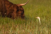 France, Somme, Baie de Somme, Le Crotoy, Crotoy marsh, Highland Cattle (Scottish cows) accompanied by herons (Bubulcus ibis, Western Cattle Egret) in ecopaturing