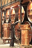 France, Correze, Brive la Gaillarde, Denoix distillery opened in 1839 and labelled Entreprise du patrimoine vivant, liquorist checking the ageing of liqueurs in oak barrels.