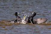 Frankreich, Somme, Baie de Somme, Saint-Quentin-en-Tourmont, Naturschutzgebiet der Bucht von Somme, Ornithologischer Park Marquenterre, Blässhuhn (Fulica atra)