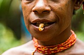 Indonesia, West Papua, Mabul, Korowai expedition, pick-up of succulent palmist larvae, a delicious dish