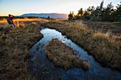 France, Ardeche, Parc Naturel des Monts d'Ardeche, Montselgues, Narcettes's bog