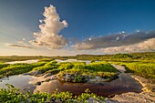 Ecuador, Galápagos-Archipel, von der UNESCO zum Weltnaturerbe erklärt, Insel San Cristóbal, Die Lagune El Junco im Herzen des Naturreservats ist eine der wenigen ständigen Süßwasserquellen auf den Galápagos-Inseln. Dank ihrer Höhenlage - etwa 700 Meter über dem Meeresspiegel im Hochland von San Cristobal - ist sie vor Verdunstung geschützt.