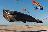 France, Somme, Baie de Somme, Cayeux-sur-mer, Festival of kites along the path of boards and beach huts