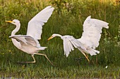 France, Somme, Somme Bay, Le Crotoy, Crotoy marsh, Great Egret fishing (Ardea alba), conflict between two birds