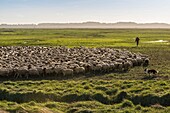 France, Somme, Baie de Somme, Saint-Valery-sur-Somme, Cap Hornu, Salted meadow sheep in Baie de Somme