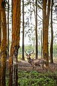 Mauritius, Savanne district, Grand Bois, Domaine de Bois Chéri, the largest tea producer in Mauritius, the park of the domain shelters many deer