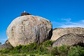 Spanien, Extremadura, Naturdenkmal Los Barruecos, Granitfelsen und Nester von Weißstörchen