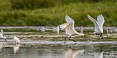 France, Somme, Baie de Somme, Le Crotoy, Crotoy marsh,Conflict between Eurasian Spoonbill (Platalea leucorodia)