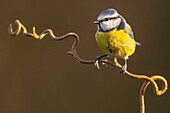 Frankreich, Somme, Crécy-en-Ponthieu, Blaumeise (Cyanistes caeruleus)