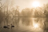 France, Somme, Somme Valley, Abbeville, Le Parc de la Bouvaque in the mist in spring