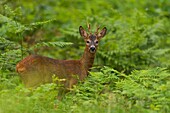 France, Somme, Crécy-en-Ponthieu, Crécy forest, Roe deer (brocade) in the forest