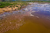 Kenia, Bogoria-See, Kleiner Flamingo (Phoeniconaias minor) (Luftaufnahme)