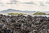 Ecuador, Galapagos archipelago, listed as World Heritage by UNESCO, Isle of Isabela (Albemarie), Los Tintoreras, AA lava with symbiotic lichen on its southern facade (more humid)