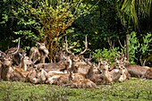 Mauritius, Savanne district, Grand Bois, Domaine de Bois Chéri, the largest tea producer in Mauritius, the park of the domain shelters many deer