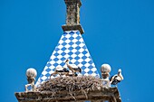 Spain, province of Cáceres, Trujillo town, white stork (Ciconia ciconia), nesting on the Plaza Major