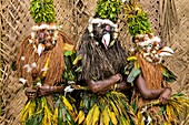 Papua New Guinea, Gazelle peninsula, New Britain island, East New Britain province, Rabaul, Kokopo, National Mask Festival, members a sing-sing group dressed like birds