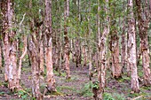 Mauritius, Bezirk Savanne, Nationalpark Black River Gorges, Niaoulis-Wald (Melaleuca quinquenervia)