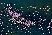 Kenia, Magadi-See, Rift Valley, Zwergflamingos (Phoeniconaias minor), in der Morgendämmerung bei der Sexualdarstellung (Luftaufnahme)