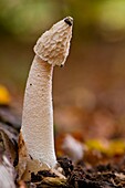 Frankreich, Somme, Wald von Crécy, Crécy-en-Ponthieu, Phallus Impudicus