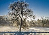 France, Chevreuse High Valley Regional Natural Park, winter landscape near Les Mesnuls