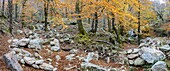 Frankreich, Pyrenees Orientales, Regionaler Naturpark Pyrénées Catalanes, Wald von Massane im Herbst