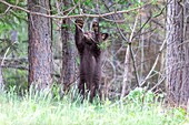 United States, Minnesota, Baby black bear (Ursus americanus), captive