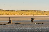 France, Somme, Baie de Somme, Quend-Plage, Fishermen looking for sand worms (Arenicole) to serve as bait