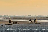 France, Somme, Baie de Somme, Quend-Plage, Fishermen looking for sand worms (Arenicole) to serve as bait