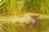 France, Somme, Somme Bay, Le Crotoy, Crotoy marsh, Spotted Crake (Porzana porzana)