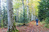 Frankreich, Puy-de-Dome, Wald von Meydat, Condat-les-Montboissiers, Parc Naturel Regional Livradois Forez (Regionaler Naturpark von Livradois Forez)