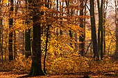 Frankreich, Somme, Crécy-en-Ponthieu, Forêt de Crécy, Der Wald mit Herbstfarben