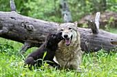 Vereinigte Staaten, Minnesota, Wolff (Canis lupus), Erwachsener mit Jungtieren, gefangen