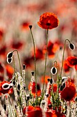 Frankreich, Somme, Baie de Somme, Saint-Valery-sur-Somme, Mohnblumen (Papaver rhoeas)