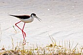 France, Somme, Somme Bay, Le Crotoy, Le Crotoy Marsh, Black-winged Stilt(Himantopus himantopus)