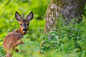 France, Somme, Crécy-en-Ponthieu, Crécy forest, Roe deer (brocade) in the forest