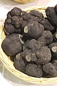 France, Correze, Brive la Gaillarde, Halle Georges Brassens, foire grasse, Marche Contrôle aux Truffes, local black truffles (Tuber melanosporum)