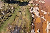 Kenia, Shaba-Wildreservat, Samburu-Rinder am Ewaso Ngiro-Fluss,(Luftaufnahme) Maschine