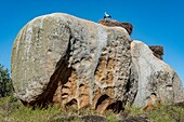 Spanien, Extremadura, Naturdenkmal Los Barruecos, Granitfelsen und Nester von Weißstörchen