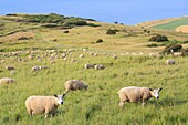 Frankreich, Pas de Calais, Escalles, Cap Blanc Nez (mit dem Prädikat Grand Site de France ausgezeichnet und Teil des regionalen Naturparks der Kappen und Sümpfe von Opal), Schafe der Rasse Boulogne auf den Weiden