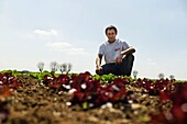 France, Val d'Oise, Mery sur Oise, Cedric Riant, market gardener