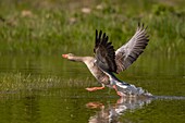 Frankreich, Somme, Baie de Somme, Saint-Quentin-en-Tourmont, Naturschutzgebiet der Bucht von Somme, Ornithologischer Park Marquenterre, Graugans (Anser anser)