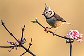 Frankreich, Somme, Crécy-en-Ponthieu, Haubenmeise (Lophophanes cristatus)