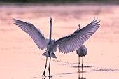 Frankreich, Somme, Somme-Bucht, Le Crotoy, Crotoy-Sumpf, Silberreiher beim Fischen (Ardea alba)