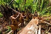 Indonesia, West Papua, Mabul, Korowai expedition, sagou palm-tree, preparation