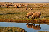 Frankreich, Somme, Baie de Somme, Saint-Valery-sur-Somme, Cap Hornu, Gesalzene Wiesenschafe in der Baie de Somme