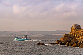 France, Finistère (29), Cornouaille, Douarnenez, Exit of trawlers towards the bay