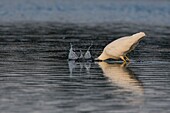 Frankreich, Somme, Somme-Bucht, Le Crotoy, Crotoy-Sumpf, Fischerei auf Silberreiher (Ardea alba)