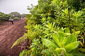 Ecuador, Galápagos-Archipel, von der UNESCO zum Weltnaturerbe erklärt, Insel Isabela (Albemarie), Wanderer auf dem Weg zum Vulkan Chico, vorbei am Vulkan Sierra Negra