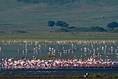 Zwergflamingos (Phoenicopterus minor), Fütterung am Kratersee, Ngorongoro-Schutzgebiet, Serengeti