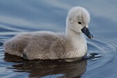 France, Somme, Somme Bay, Le Crotoy, Crotoy Marsh, juvenile mute Swan (Cygnus olor, Mute Swan)